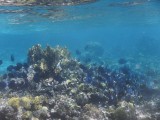 snorkelen