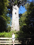 Kauri boompje....