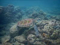 Snorkelen bij Apo Eiland