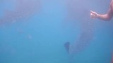 snorkelen met walvishaaien