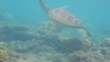 snorkelen bij Apo eiland