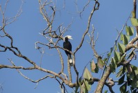 neushoornvogel