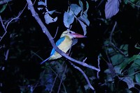 grootste ijsvogel van de jungle