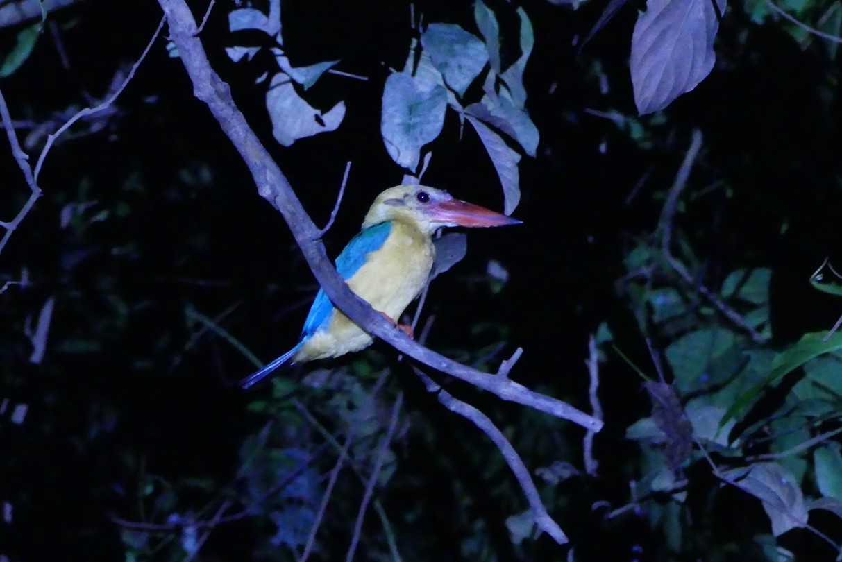 grootste ijsvogel van de jungle