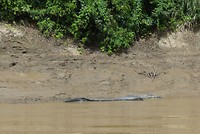 krokodil van ruim 3 meter