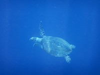 schildpad gespot tijdens snorkelen