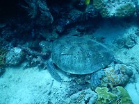 schildpad gespot met duiken