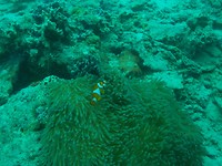 Nemo