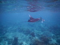 Mantarog bij Sangalaki
