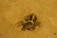 krab vs baby schildpad....