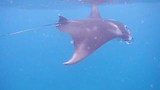 Mantarog bij Sangalaki