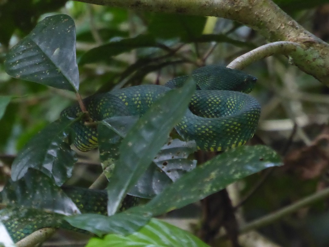 slang in Mulu Nationaal  Park