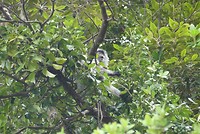 Silverleaf monkey (Mutslangoer)