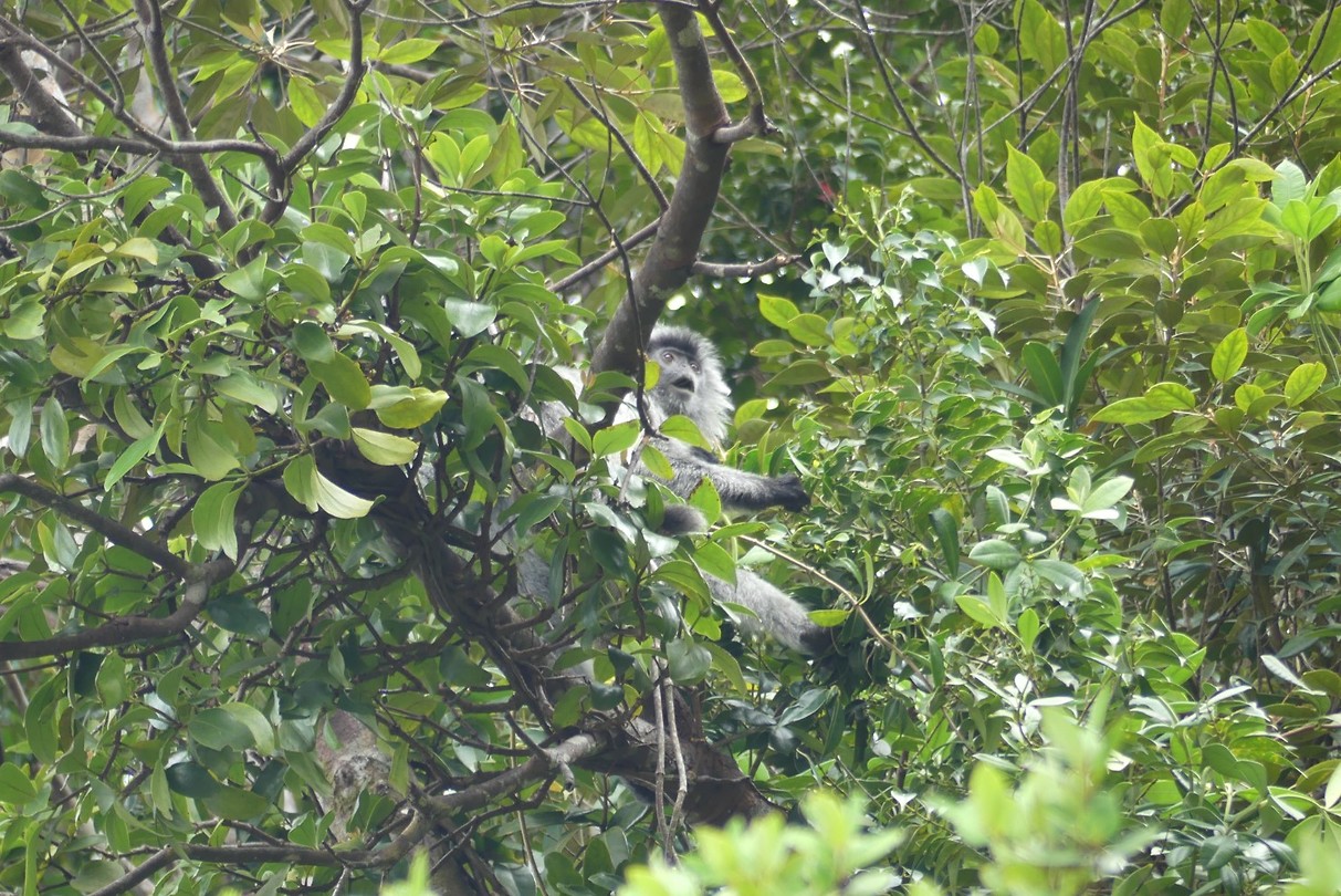 Silverleaf monkey (Mutslangoer)