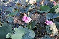 Zielige lotusbloemen in Lotus lake