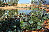 Lotus lake, weinig bloemen nu