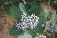 Bloemetje