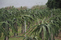 Plant dragon fruit