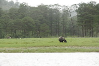 Waterbuffels bij het meer bij Da lat