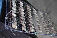 Oesters met implantatie klaar voor het water