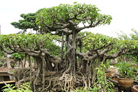 Bonsaiboom