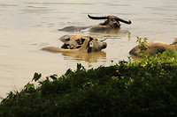 De waterbuffels zochten verkoeling. Het was ook erg heet.
