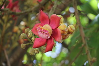 Schitterende bloemen aan deze boom