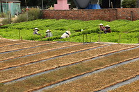 Dorpsleven aan Thanh Nien