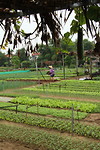 Groentetuin voor Hoi An