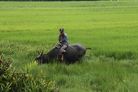 Lekker op je buffel