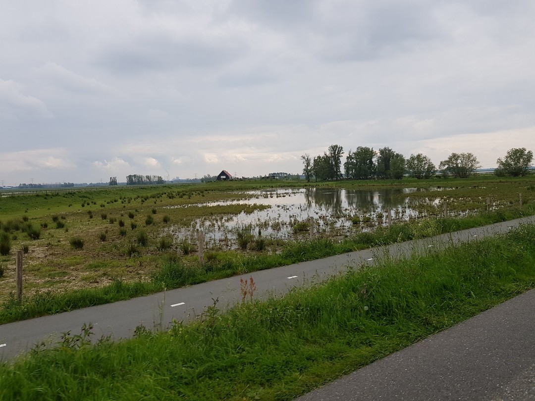 BIESBOSCH
