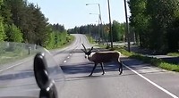 Eland op de weg....geef maar gas