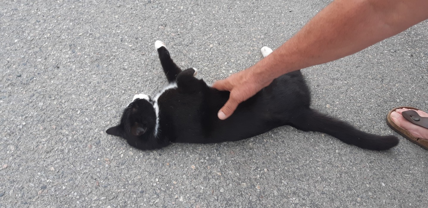 Leuke kat