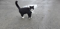 Poes zwaait ons uit in Grong