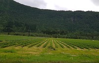 Aardbeienvelden