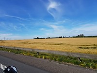 Koren kleurt al in Denemarken