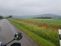 Veel klaprozen  langs de weg.