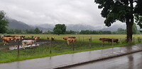 Milka koeien in de regen