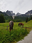 Paarden op de Unteralm