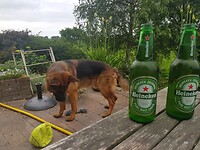 En weer thuis.... 2 bier in Hintergarten.