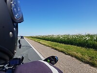 Margrieten op de dijk