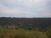 Lavendelvelden....jammer dat je t niet kunt ruiken