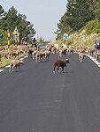 IMG-20210618-WA0035