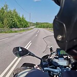 Lupine en naaldbomen onderweg Finland