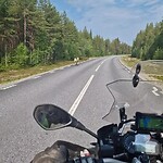 Rendier op de weg