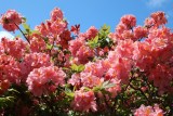 Flowerzzz