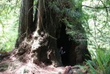 In een grote Redwood!