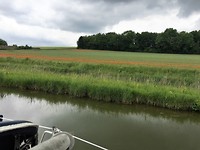 Klaprozen onderweg