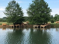 ook de koeien zoeken verkoeling