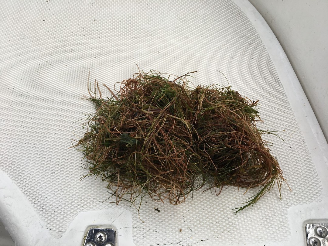 Waterplanten, die ik met een duik in het water uit de schroef heb gehaald
